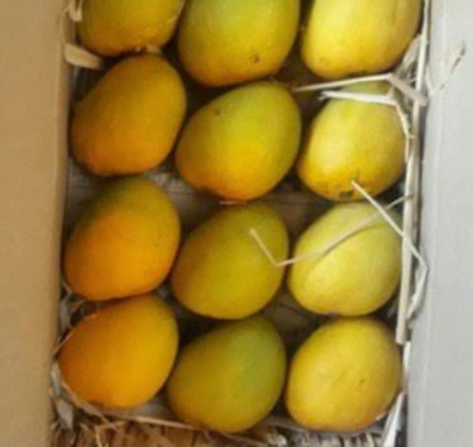 ANWAR RATOL MANGO 1 KG (Pre-Order) SF Traders